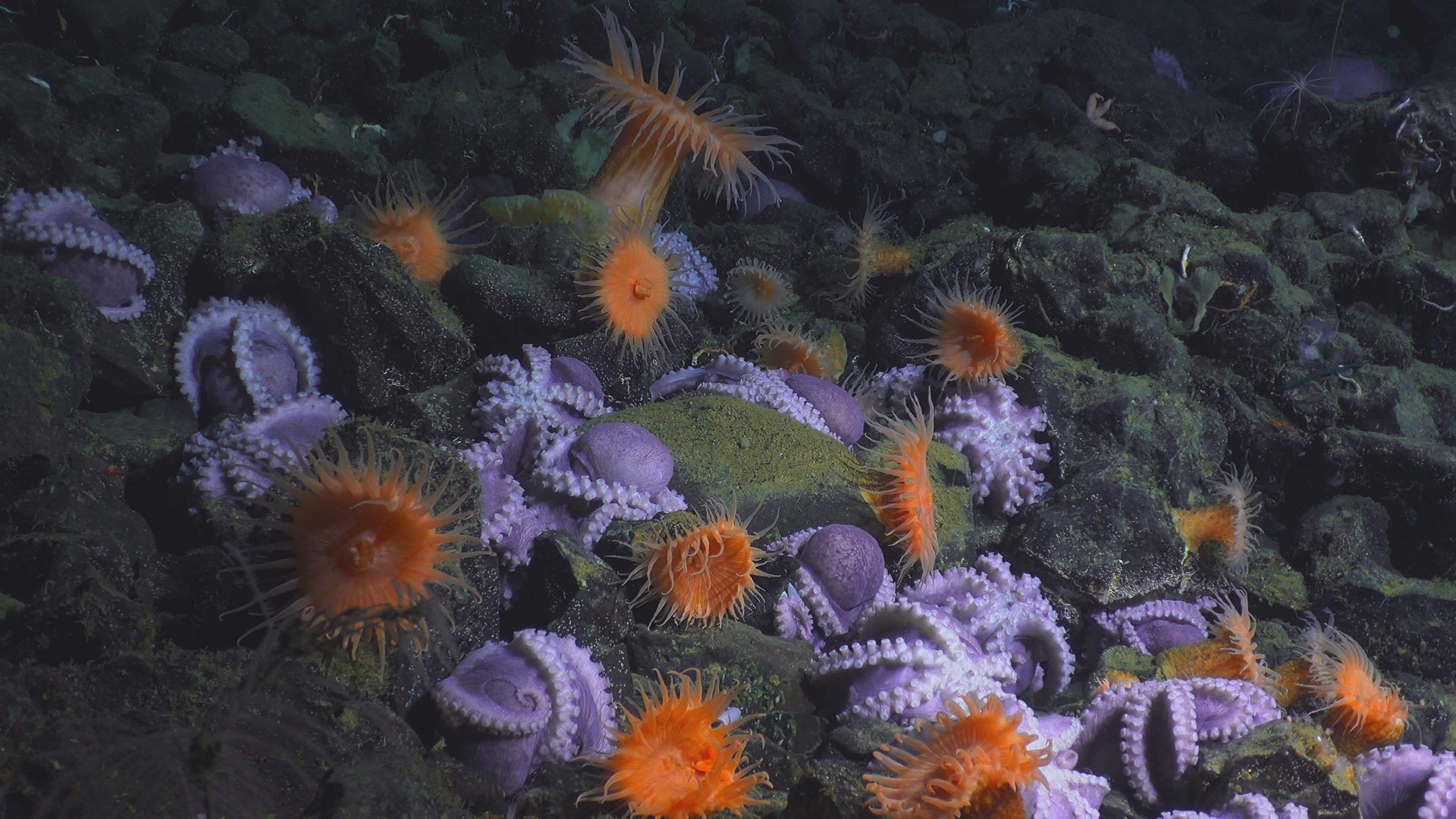 豆瓣高分纪录片重磅回归 《地球脉动3》将于10月29日上线_深海_人类