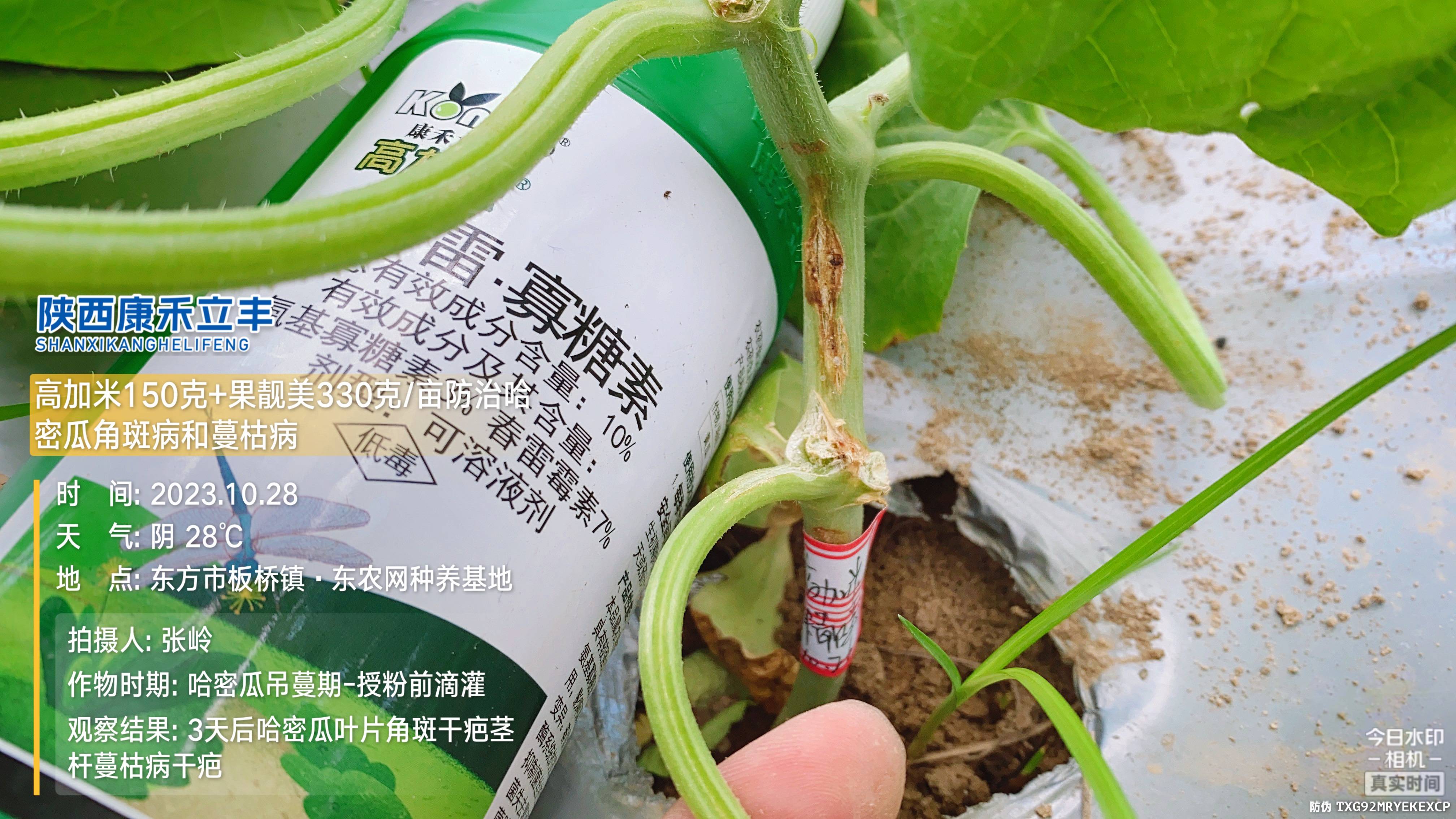 有些哈密瓜已经感染细菌性角斑病后,经过使用春雷霉素·氨基寡糖素(高