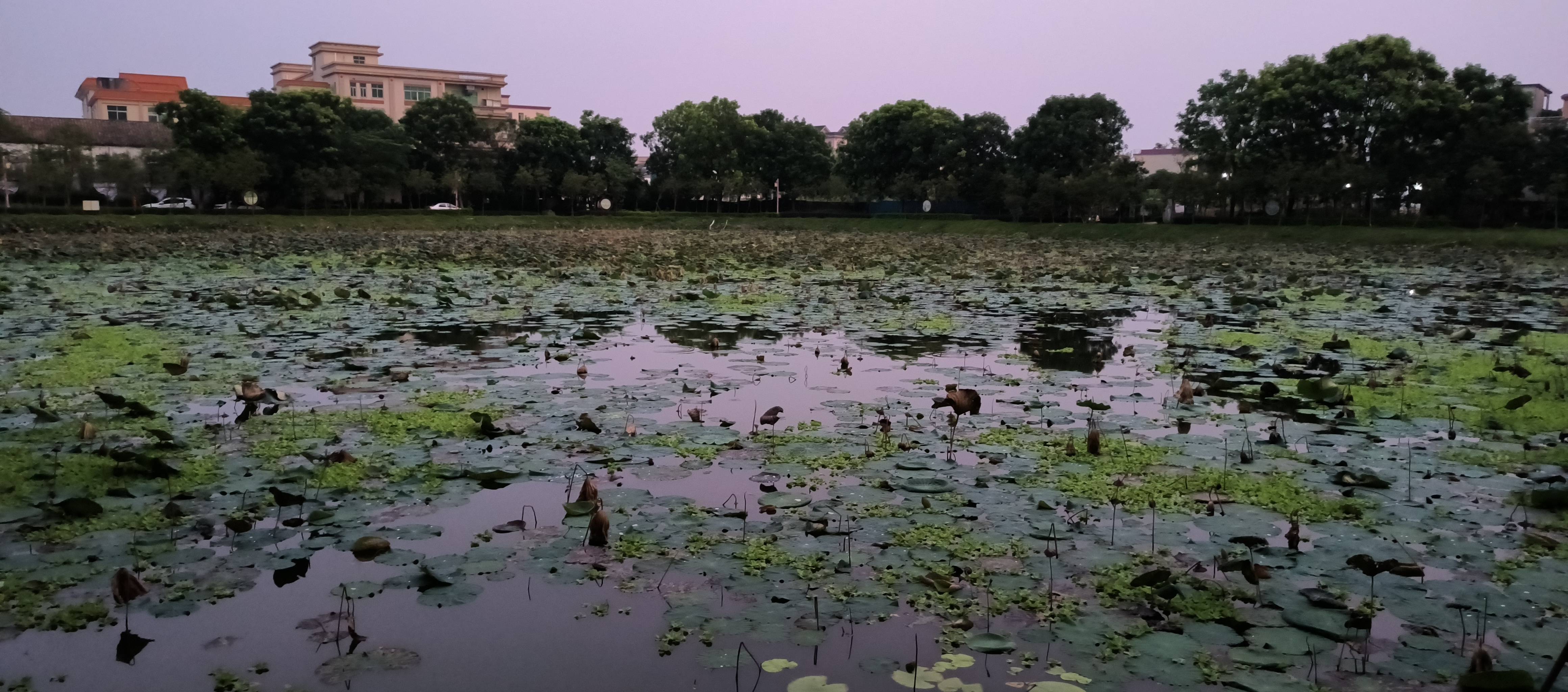 有拍到香云纱制作基地,过三洪奇大桥到对面河堤继续骑行,经三洪奇公园