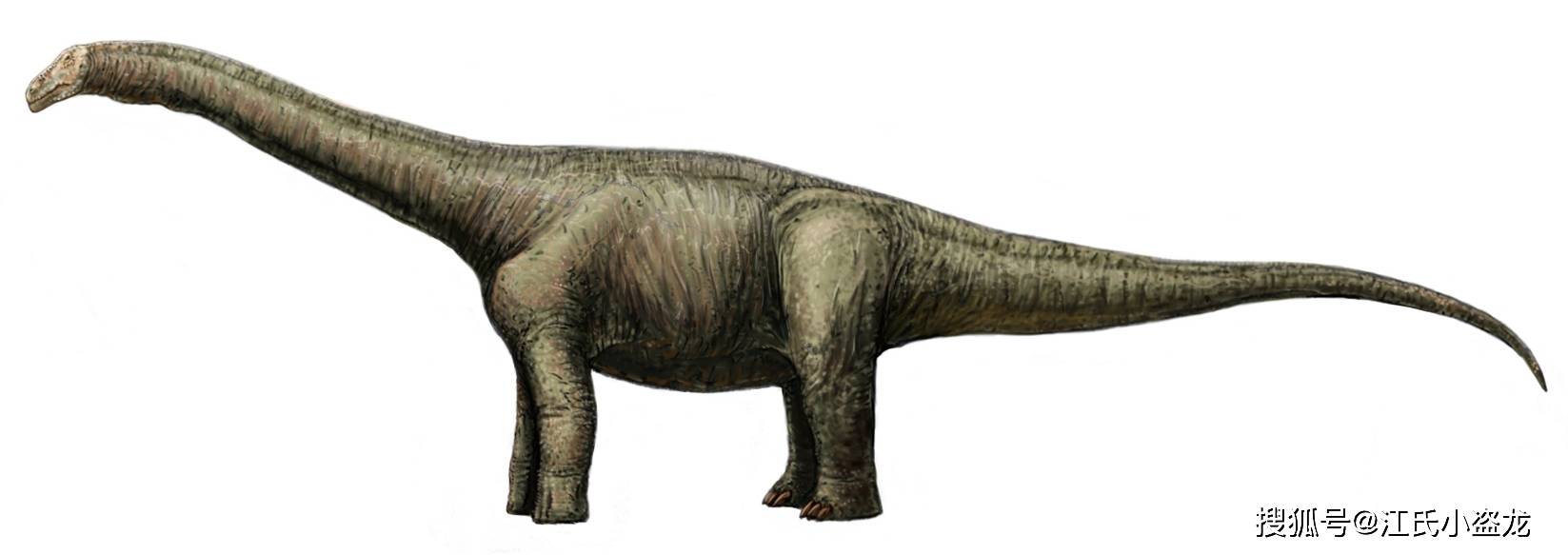 【恐龙王国】一块化石背后的长颈巨龙!