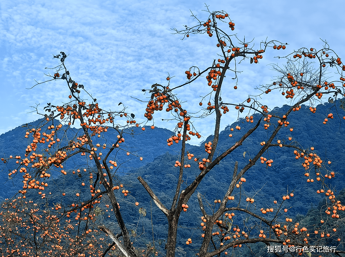 廣州從化桂峰村,300多畝柿子掛滿枝頭,紅紅火火相當喜人_呂田鎮_源頭