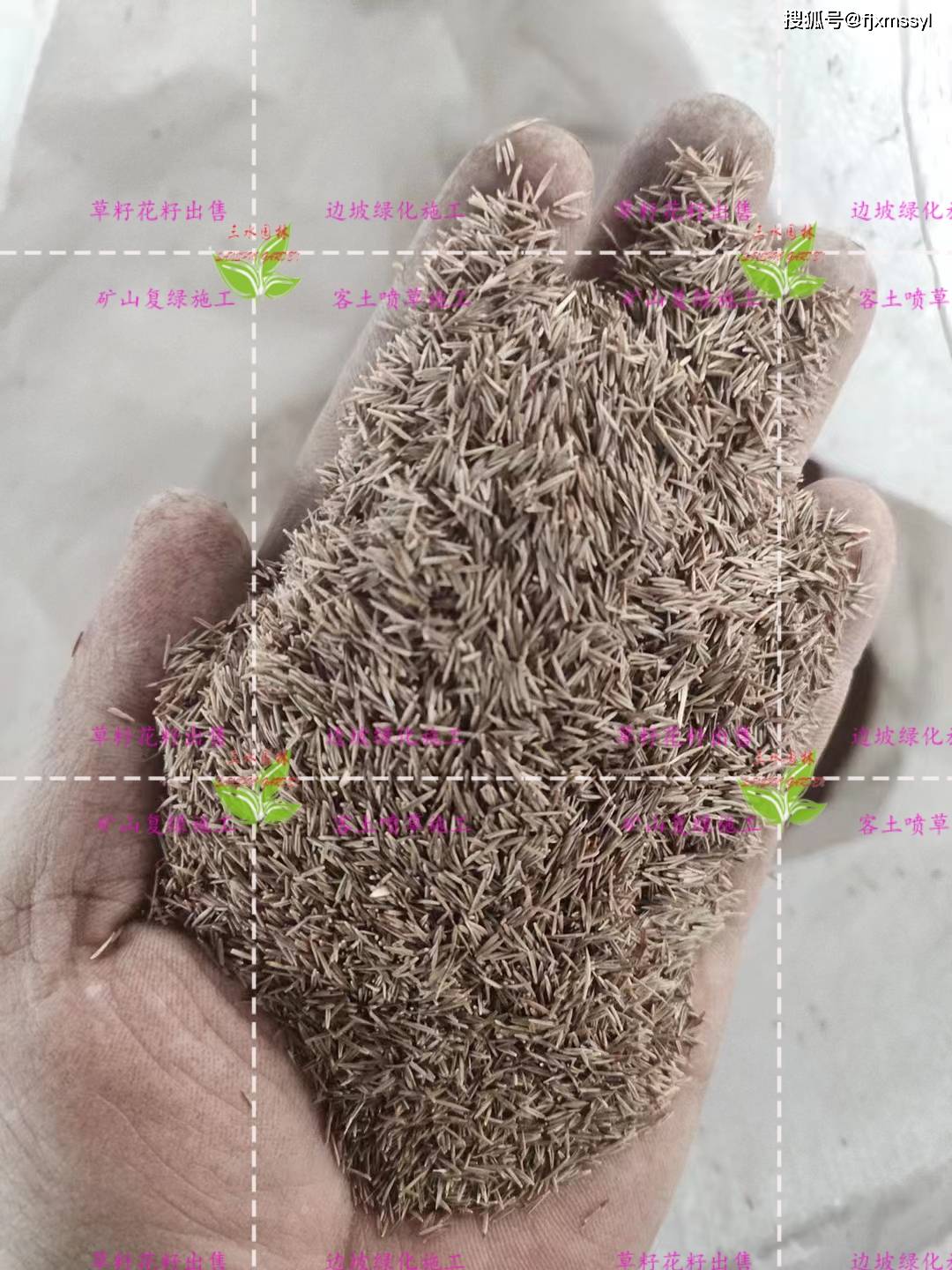 护坡绿化草籽种子主要用于边坡绿化,防止水土流失和美化环境.