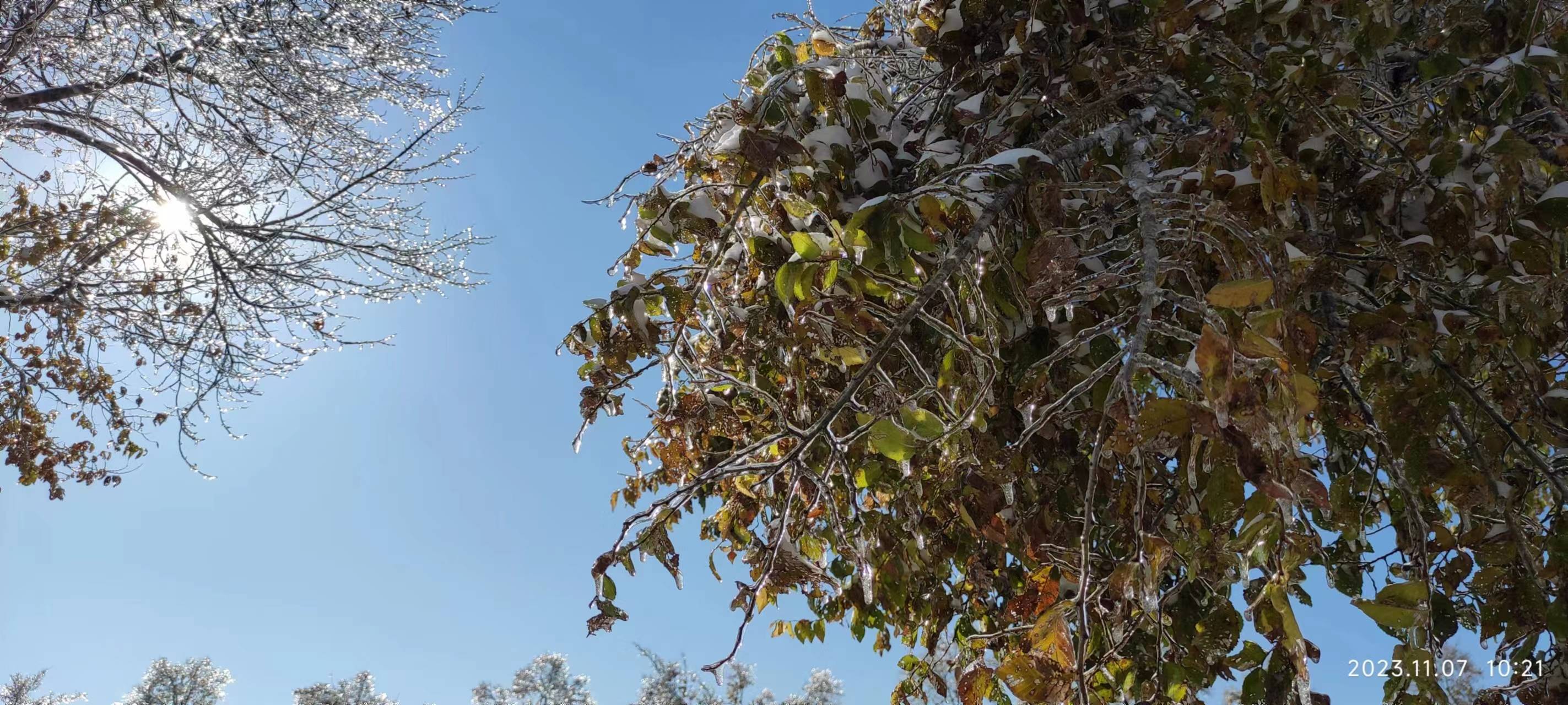 长春的冰雨树挂_冰挂_树木_冰雪