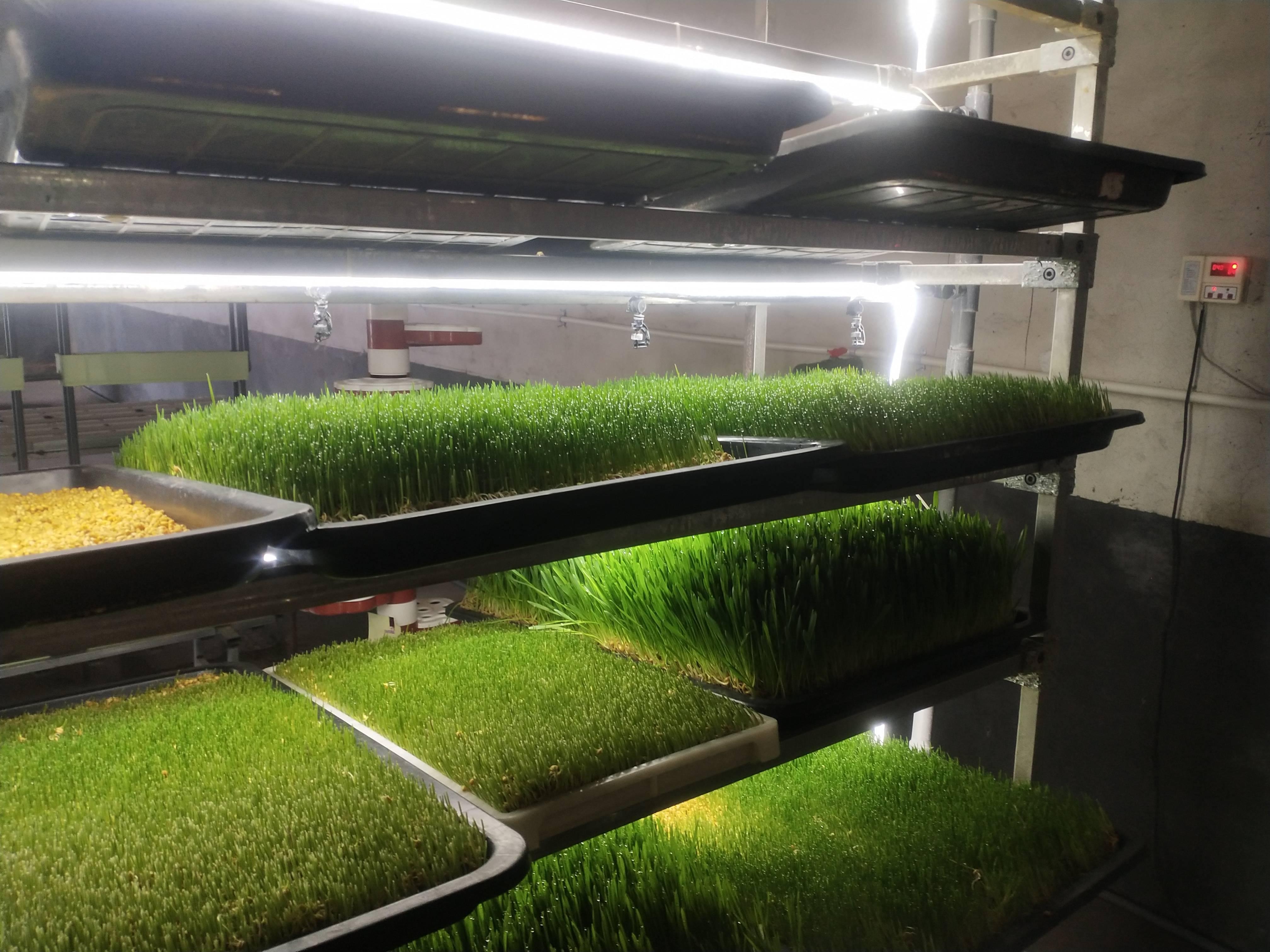 今天我要向大家介绍的是一款新型的水培牧草集装箱设备.