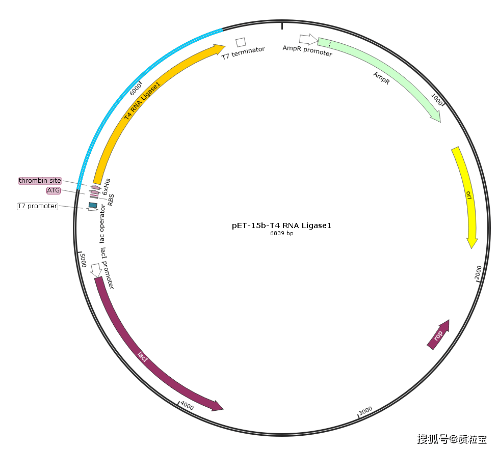 rna连接酶表达载体_ligase_map