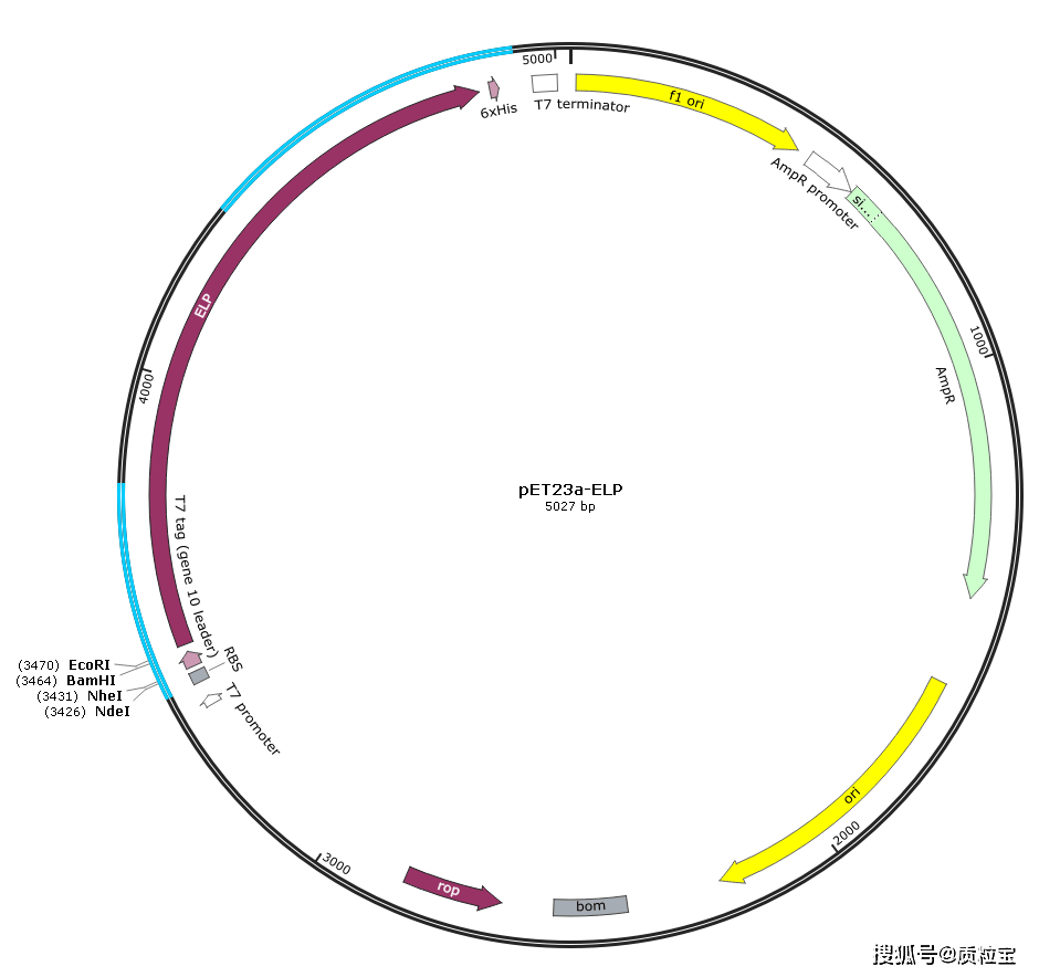 pet20b载体图谱图片