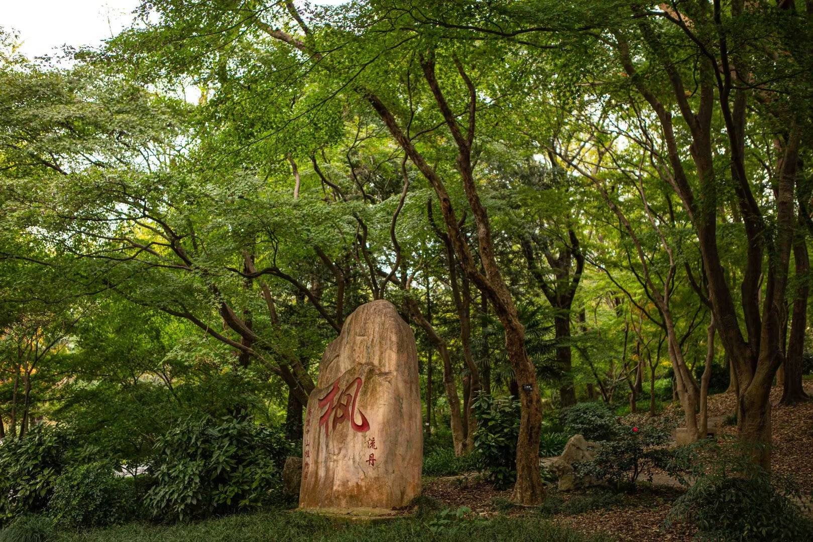 【每日一景】深秋·中山植物园北园-爱情隧道_带着_枝叶_银杏树