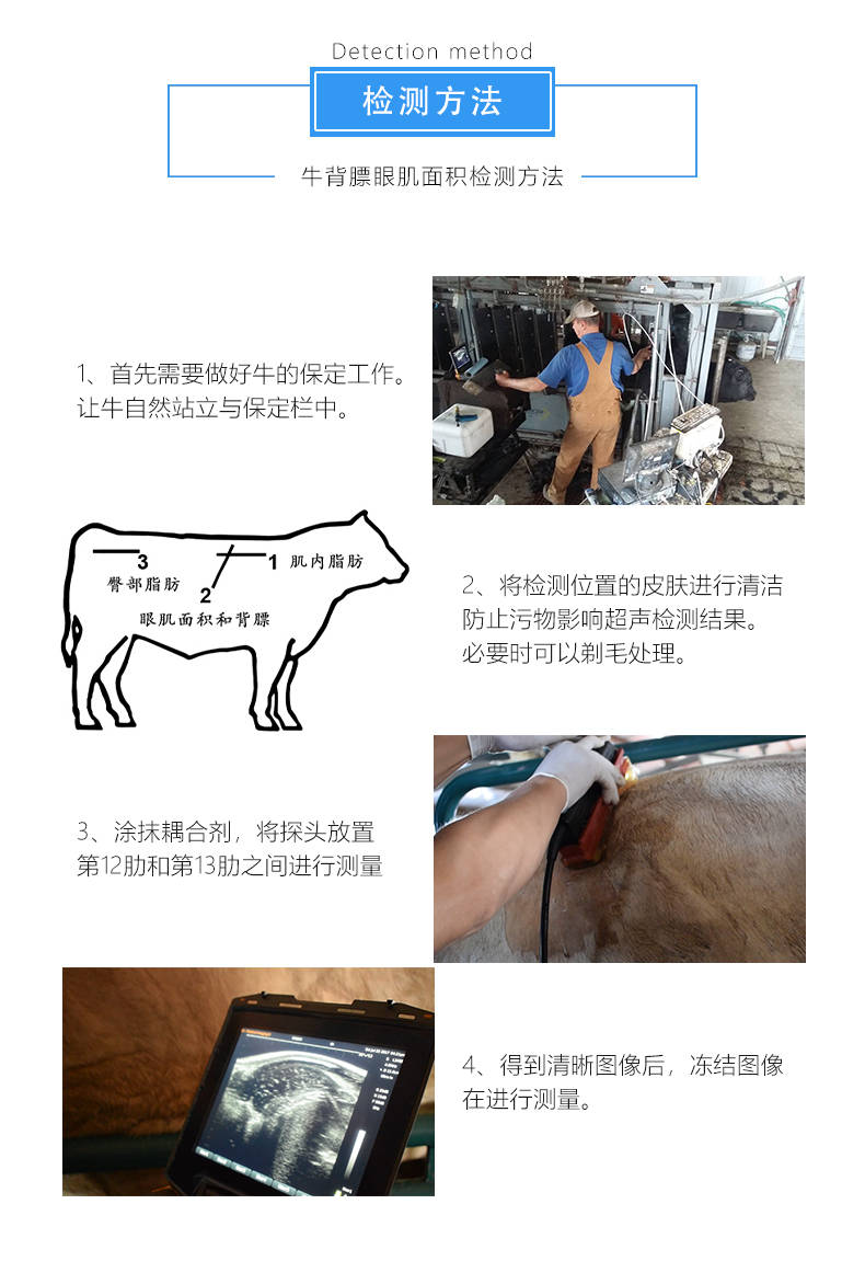牛用b超机测肉牛背膘眼肌面积的原理