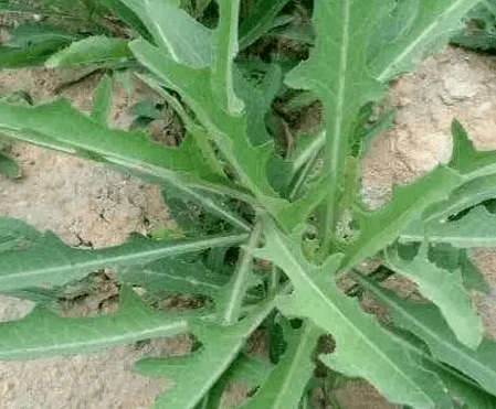 農村這種野草,曾經做豬草,如今是一道野菜,營養價值