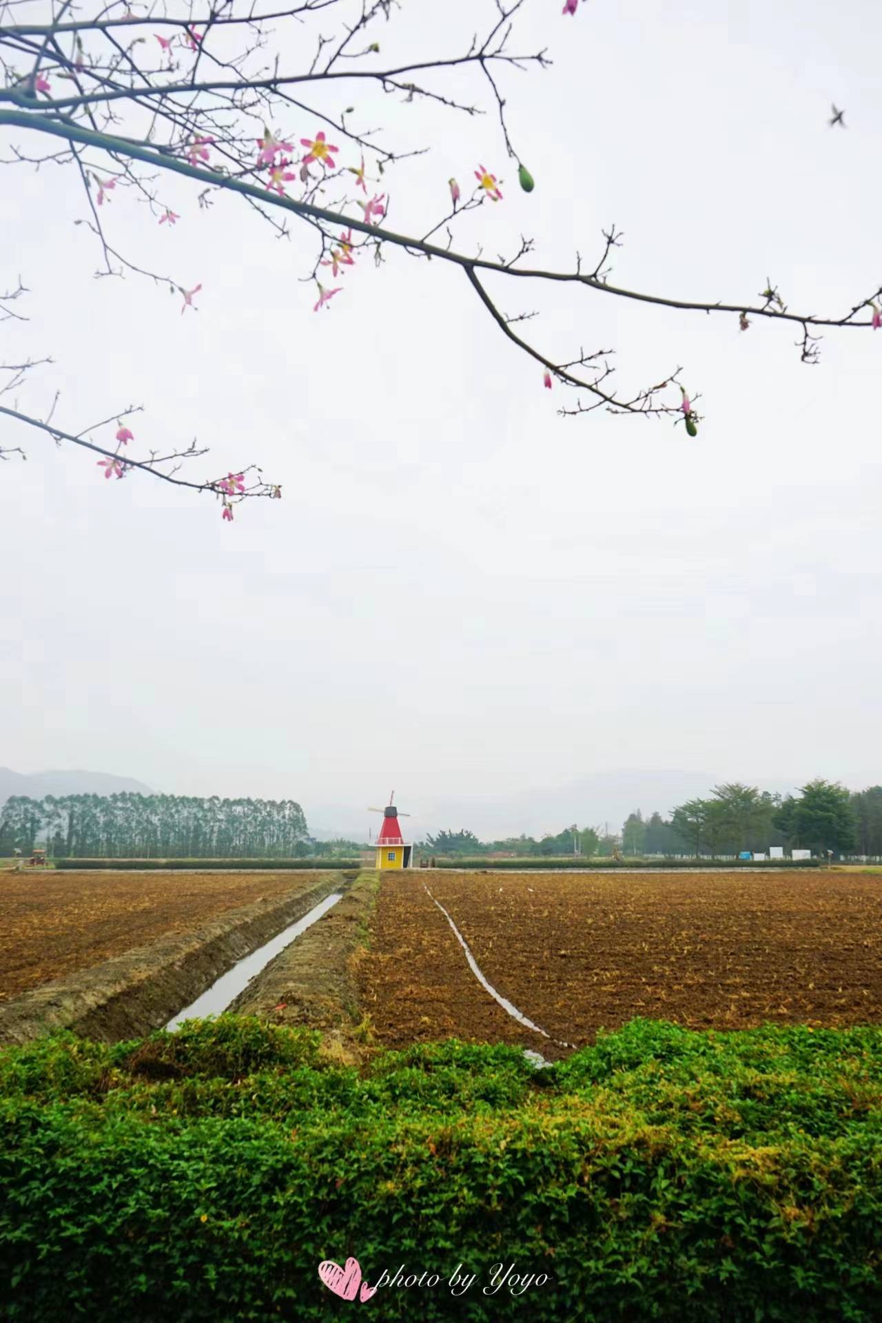 珠海百千万工程成效耀眼,上洲村乡韵美如画