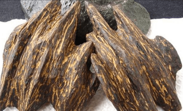 沉香濒危证办理,交给我帮你省心又省力!_进口_植物_申请表