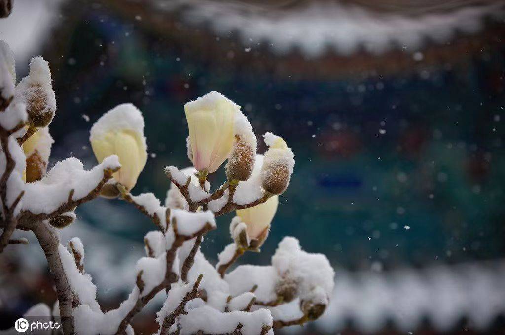 【王蒙文学院61环渤海文化】诗歌精选_大雪_树林_脚印