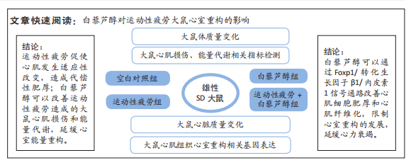 白藜蘆醇干預運動性疲勞大鼠心室重構的作用機制_心肌_組織_心臟