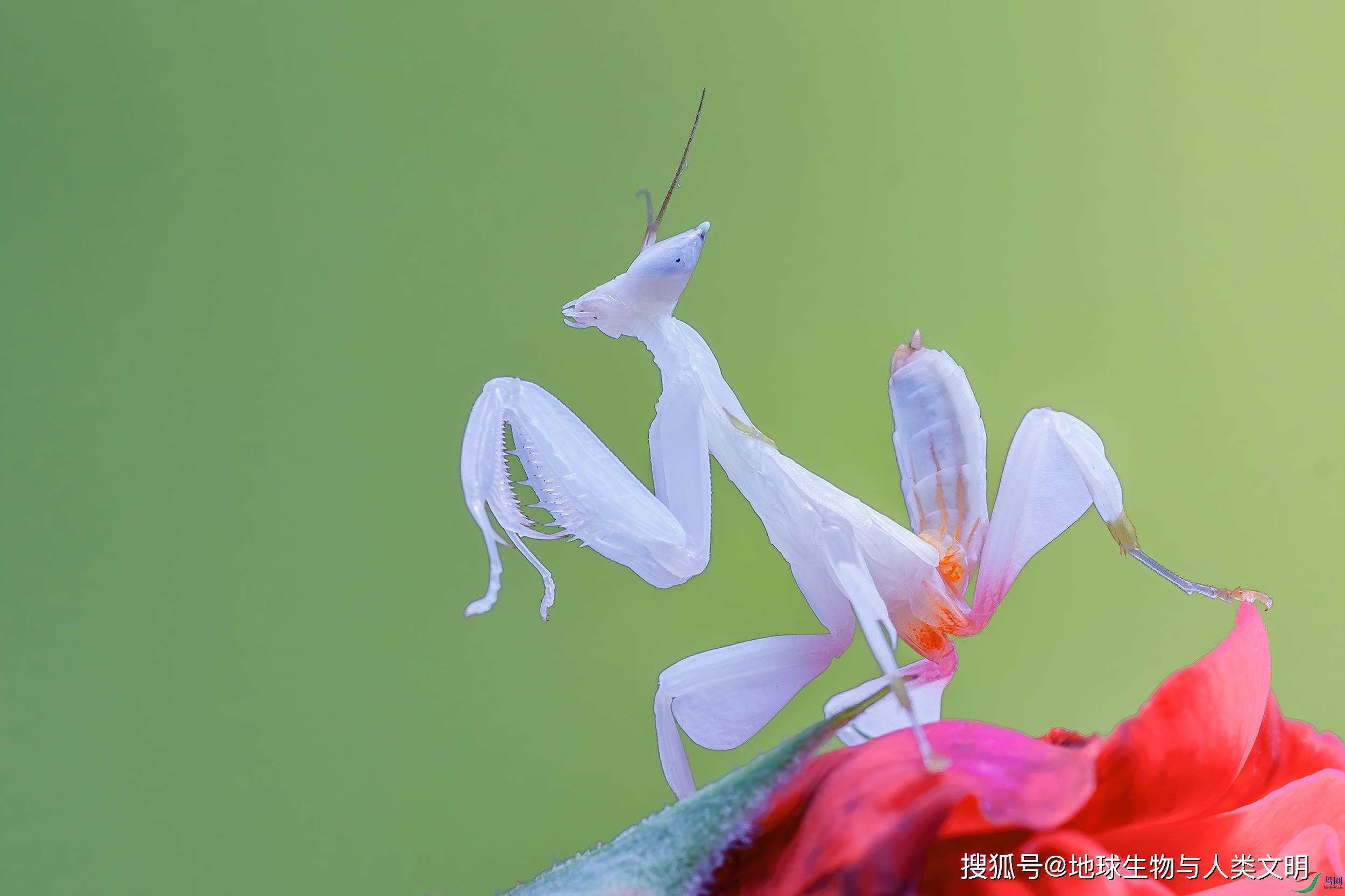 【动物界全系列】螳螂目—花螳科(下):兰花螳螂