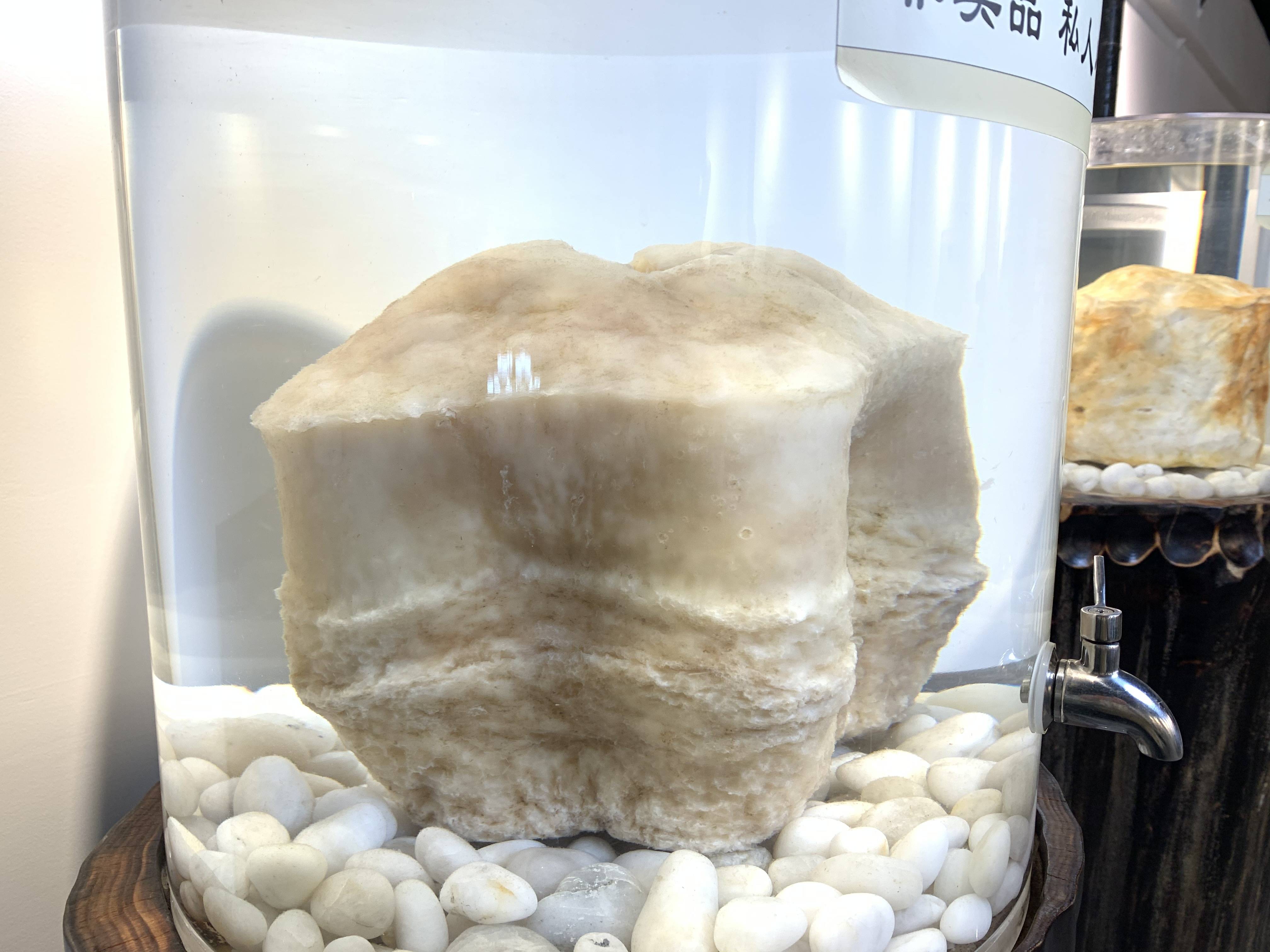 价值百万的野生太岁肉灵芝如何鉴别真假