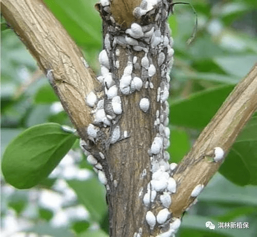 通过根部施药(淇林根除蚧)的方式可长效防治介壳虫危害,一次使用,持效