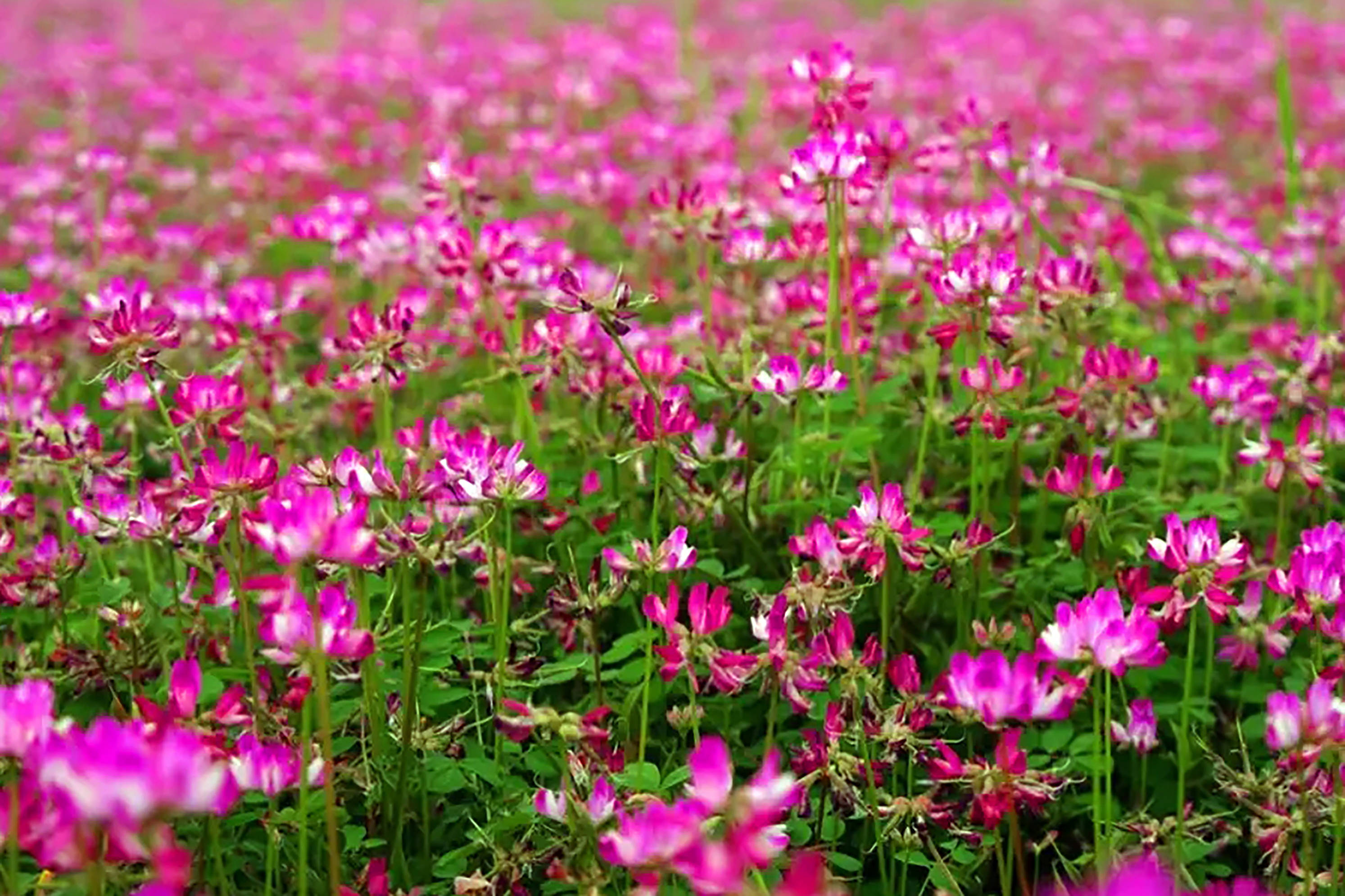 "潦菜子"拌饭的味道,透出的是人生的五味杂陈_紫云英_叶子_我家