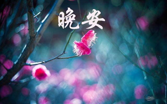 3,你总是期待梦幻的情节,在清静的空间,在无人陪伴的黄昏等待玫瑰花香