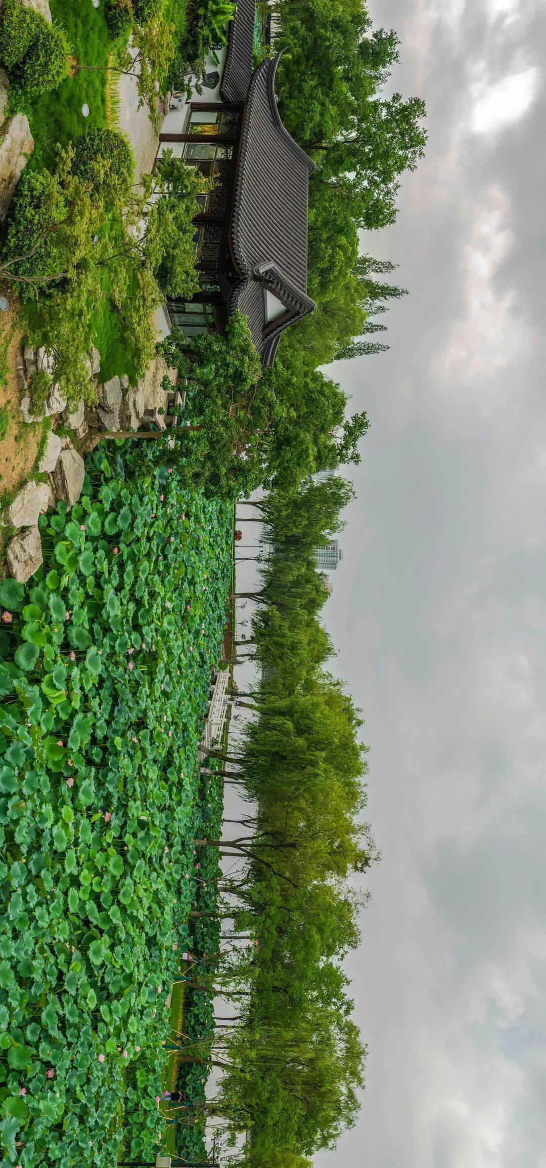 入夏了,等莫愁湖的一池荷花_南京