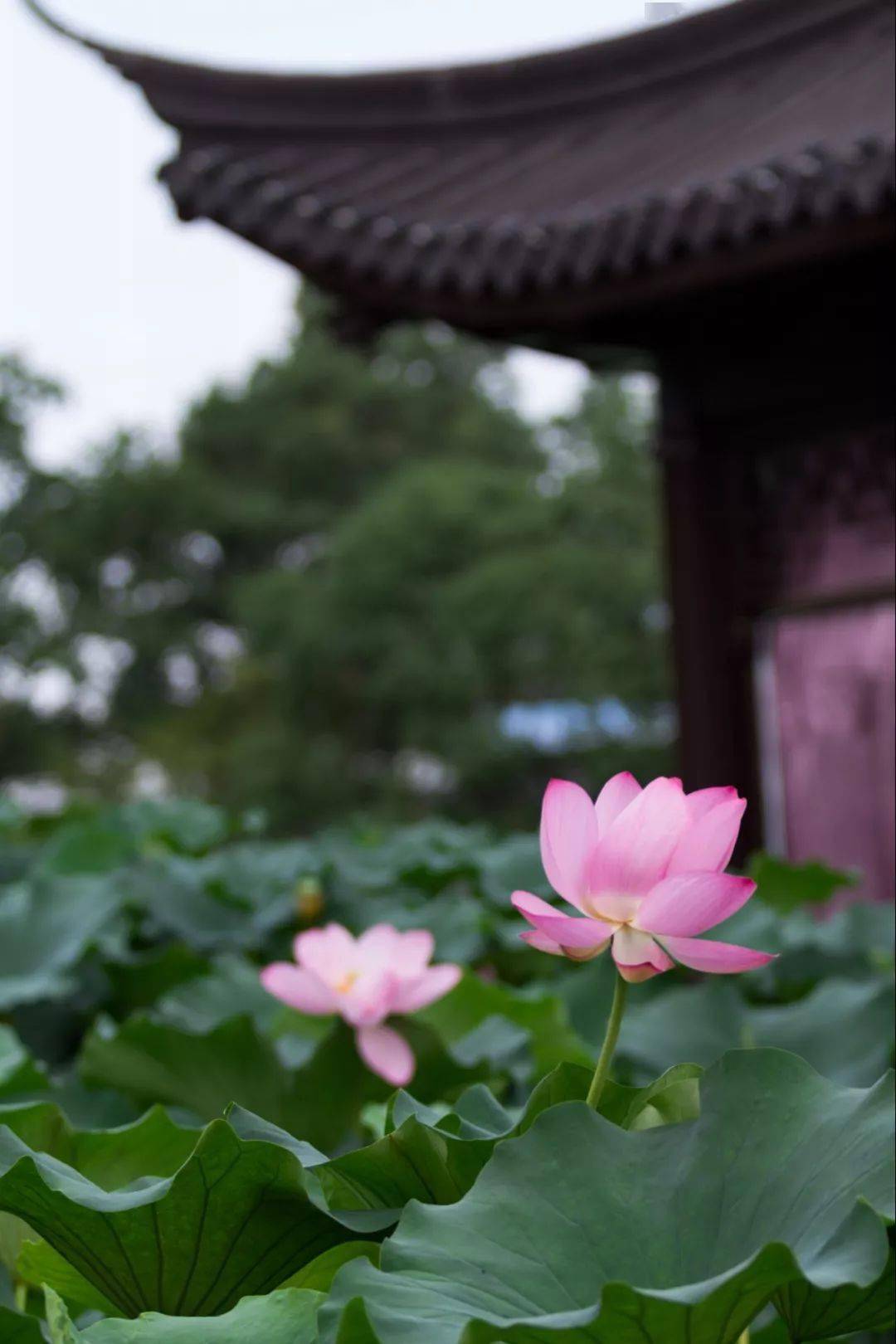 入夏了,等莫愁湖的一池荷花_南京