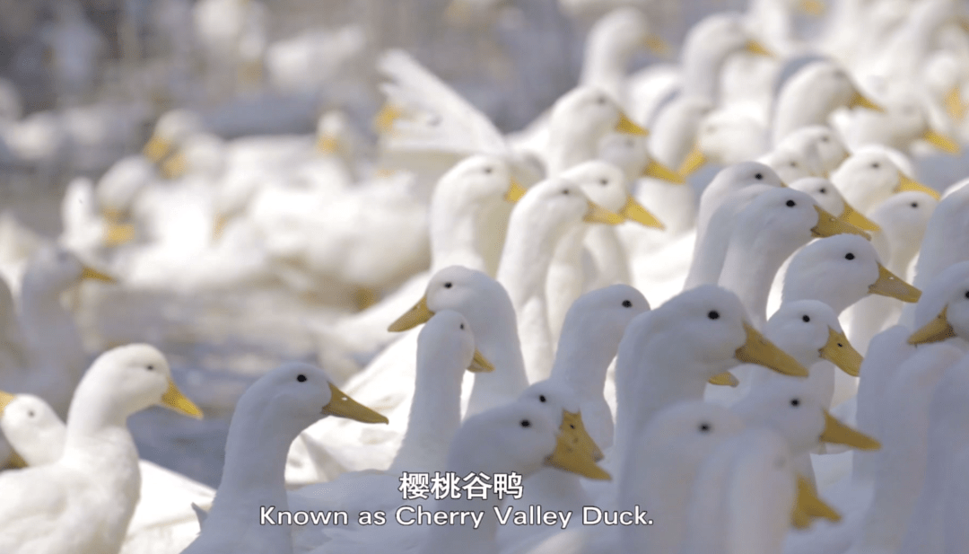 櫻桃谷鴨pekinduck為什麼叫北京鴨