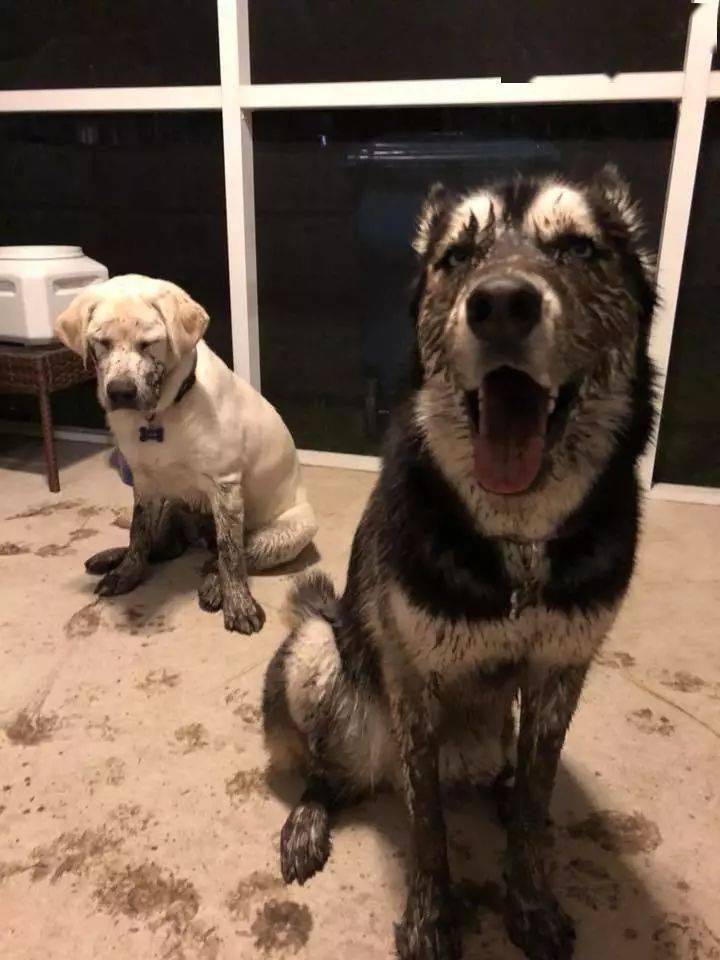 拉布拉多被二哈带去泥坑玩,回家后两只狗的表情亮了