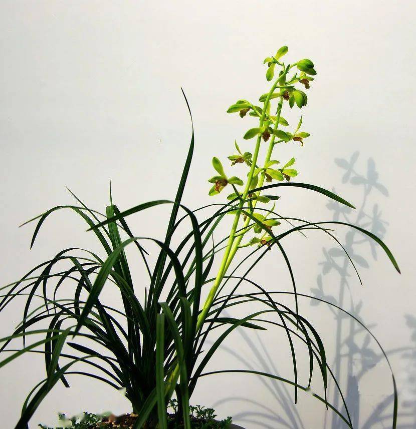 禅乐幽兰做人当如兰优雅且自然