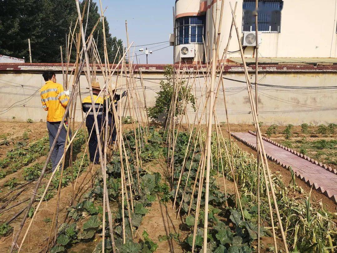 隨處可見長勢喜人的蔬菜 葡萄藤蔓沿著架子 形成了