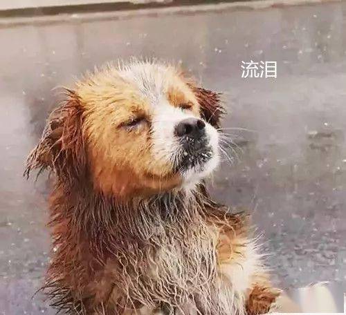 今天要说的便是一只被抛弃后在风雨中无家可归的流浪狗