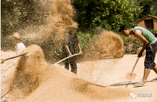 在万福7080年代是这样收麦子的你还记得多少