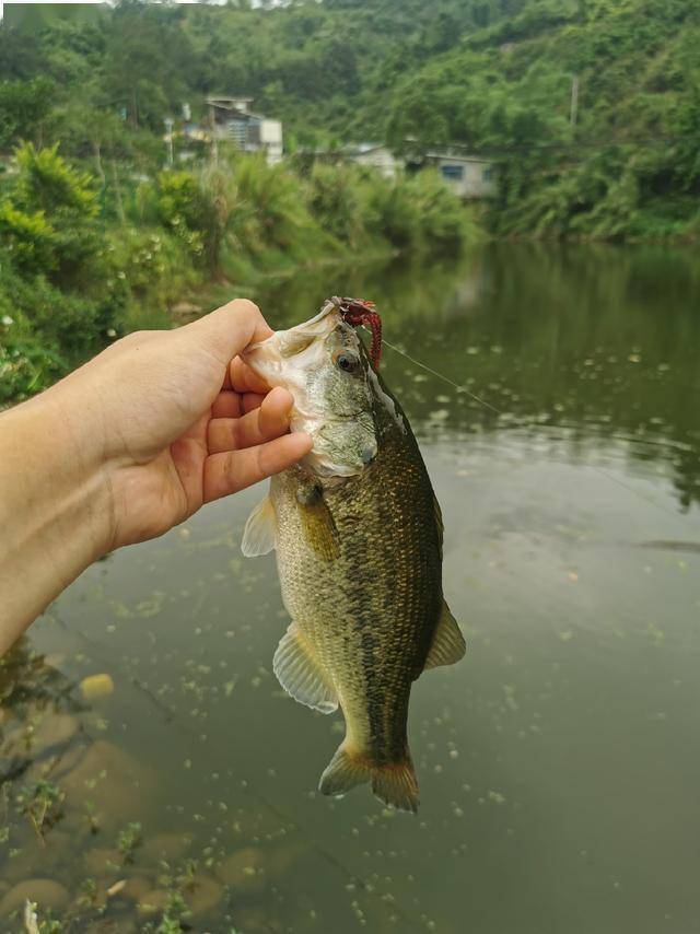 初夏路亚加州鲈作钓模式,闲聊技巧篇_鲈鱼