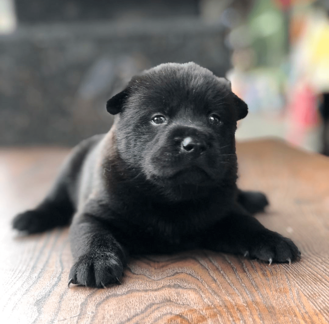 5狗仔双胞胎名字:暂无性别:男孩年龄:2个月性格:乖巧健康情况:良好,未