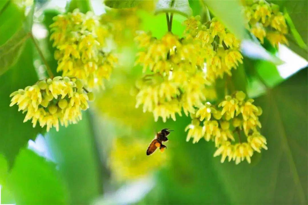 队伍站在道路两边夹道相迎,为您遮荫现在时节,正是椴树花期一坨一坨的