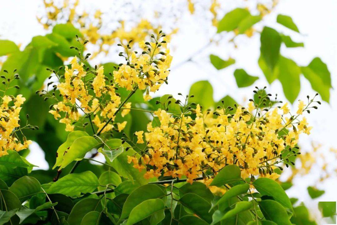 娇黄的花小而素紫檀花开满树黄金开校园花儿朵朵迎娶夏惊醒虎外娇紫檀