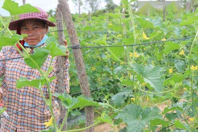 柬埔寨女农曝种菜高收入 一季就赚2万美元 种植