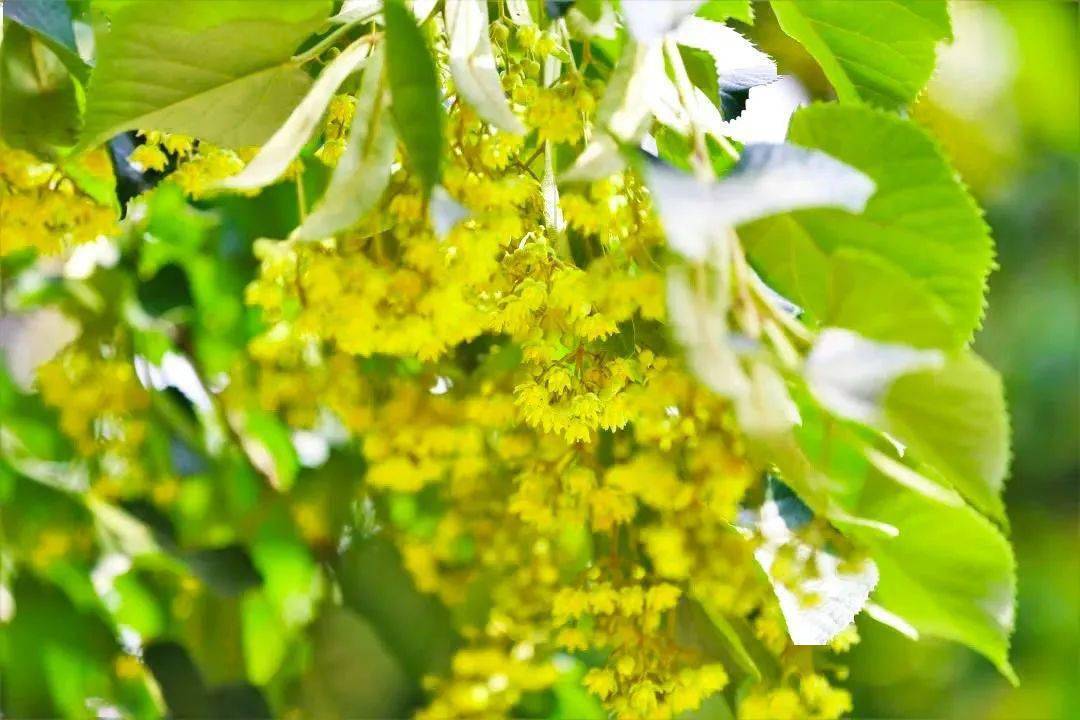 队伍站在道路两边夹道相迎,为您遮荫现在时节,正是椴树花期一坨一坨的