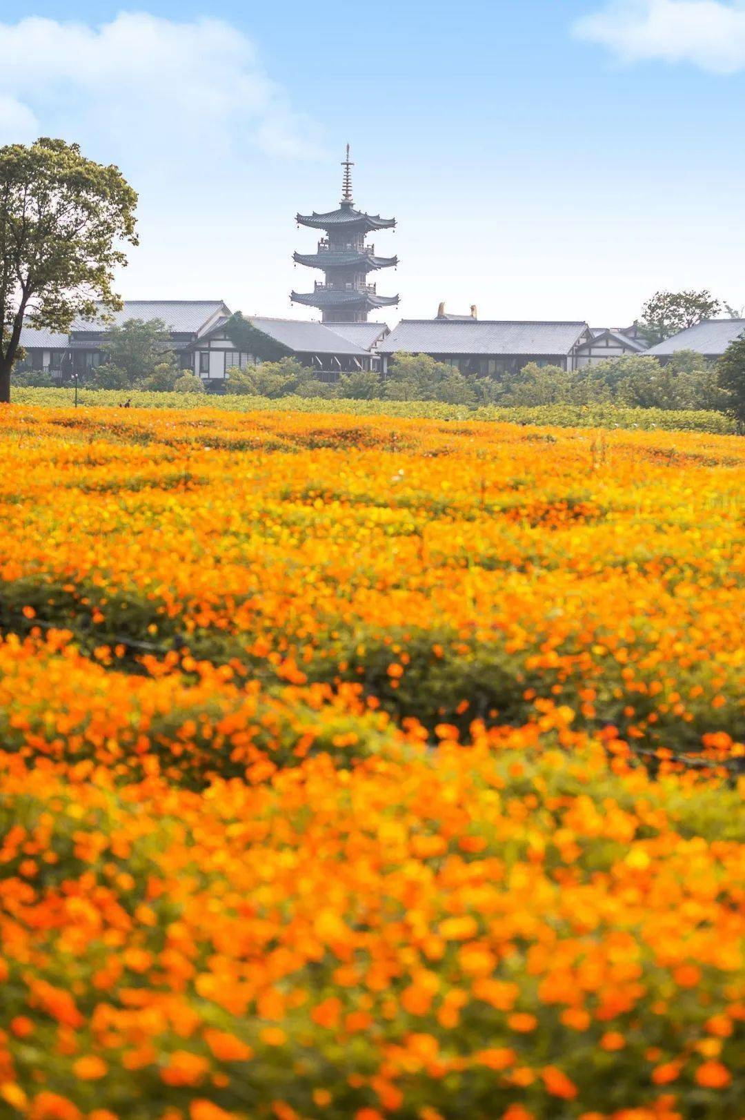 前方高能预警,一大波橙色花海即将刷屏!