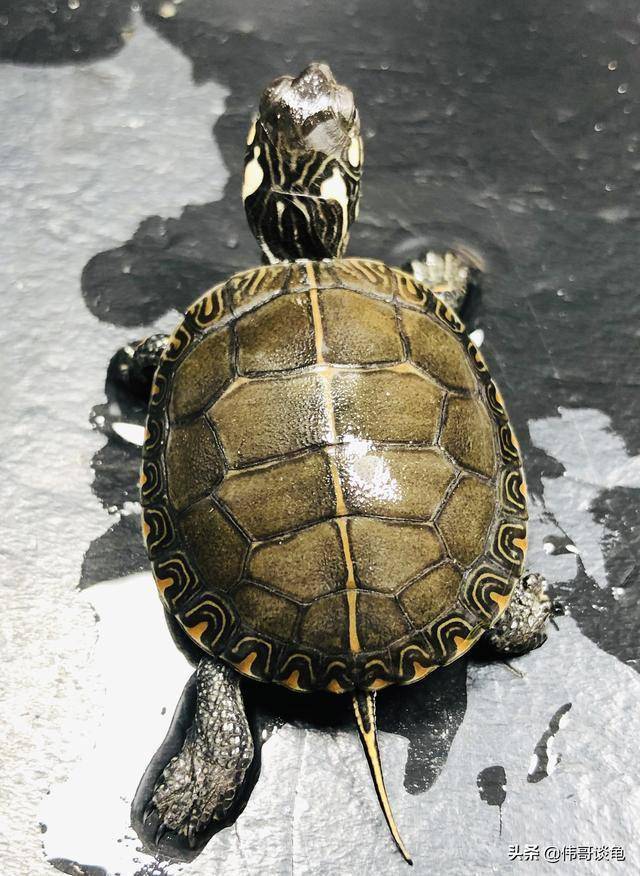 东部锦龟 成年图片