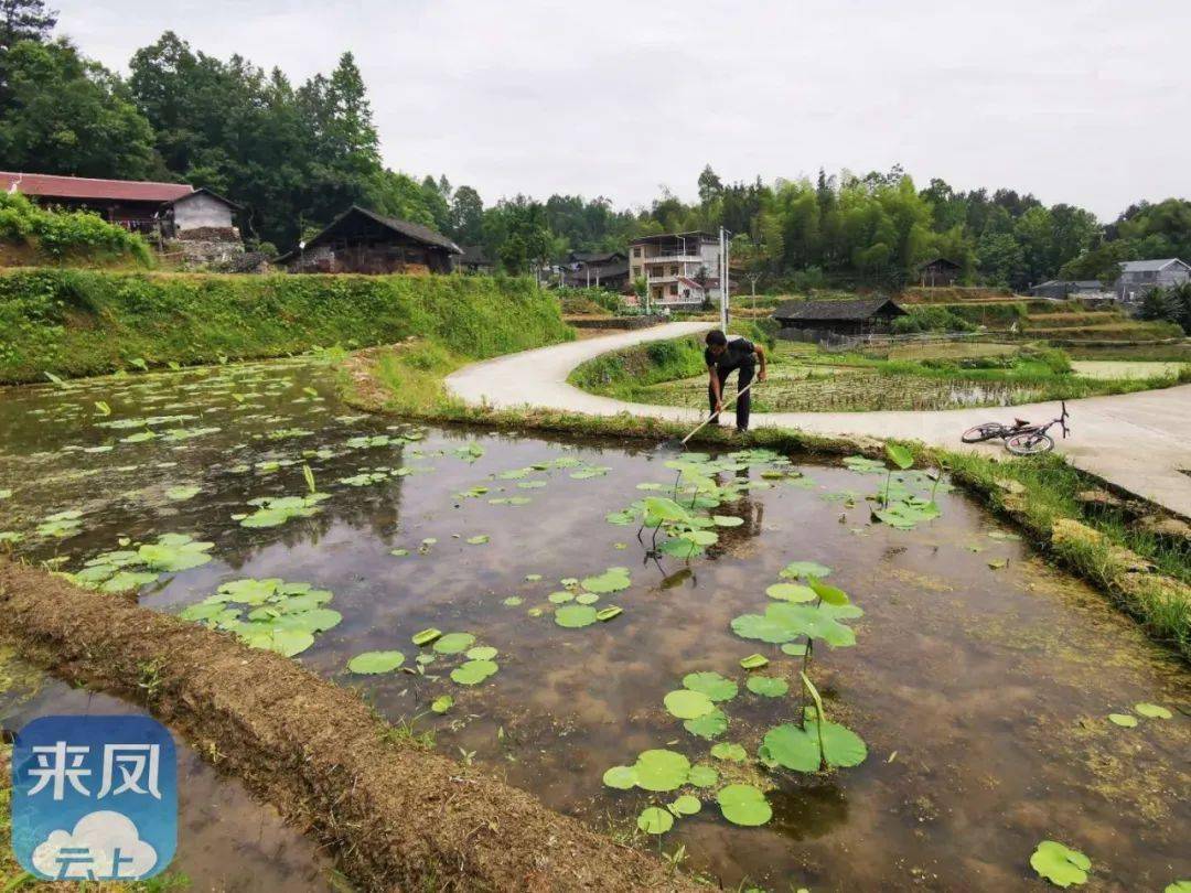 不等不靠甩穷帽来凤这个村民好样的