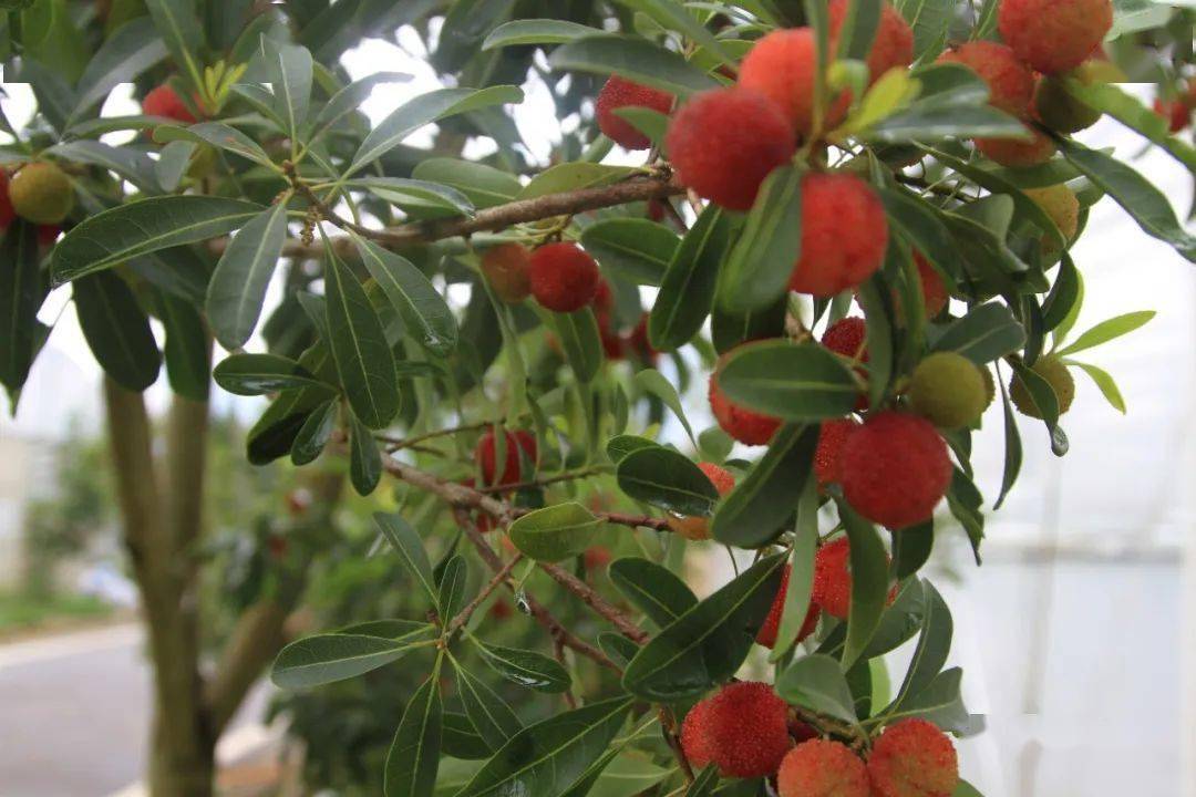 杨梅,别称龙睛,珠红,清香四溢惹人醉.