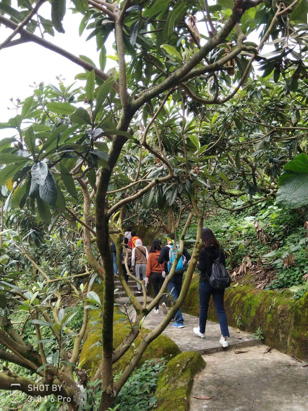 舌尖美食香蜜山果莊果園觀光摘葡萄溪頭村竹林徒步