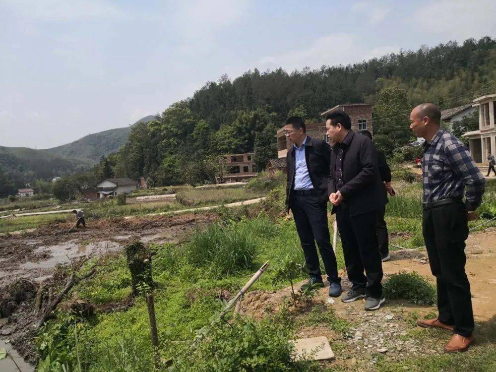 縣委副書記,縣長餘業偉在山田茶葉基地現場指導