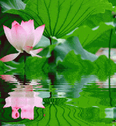 早有蜻蜓立上头.