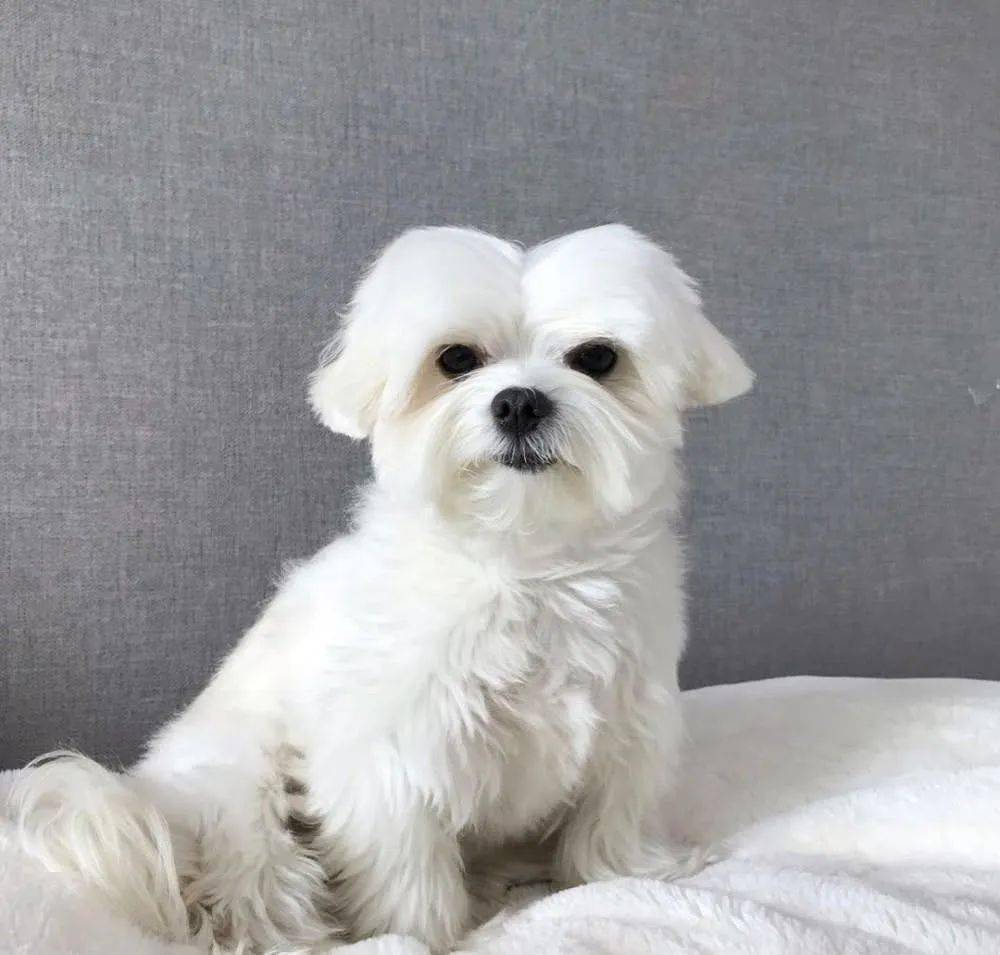 铲屎官给狗子剪了个齐刘海后,网友:不需要的眼睛请捐出去!