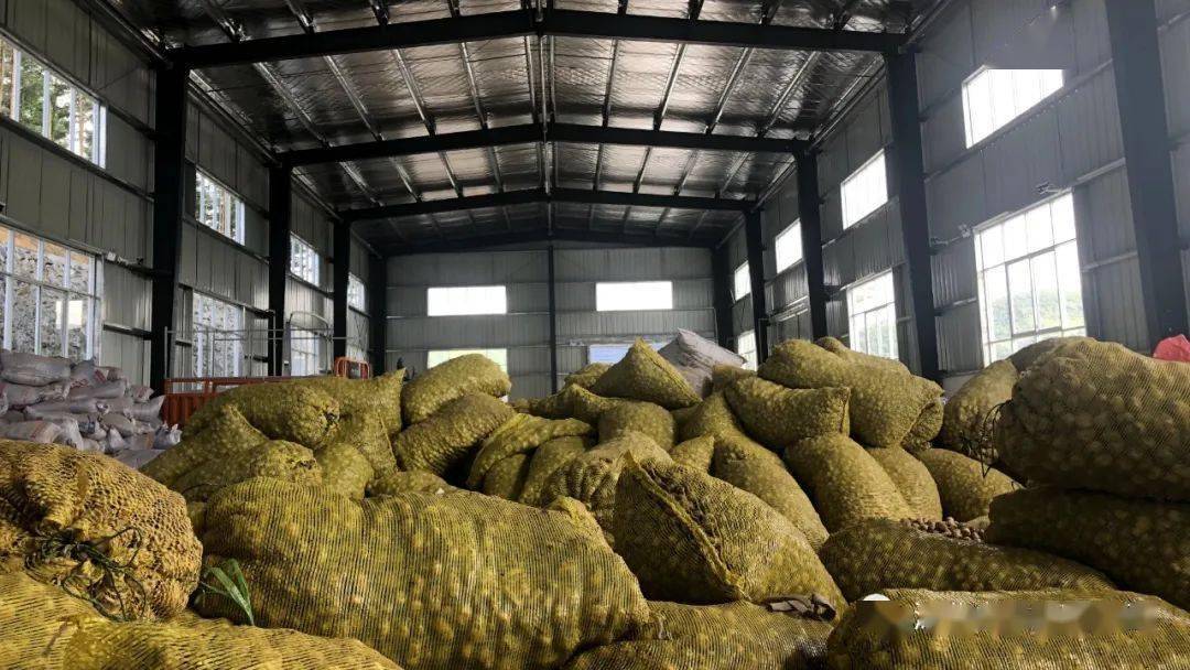 大黄,续断,独活,党参,川乌等中药材,同时收购和加工高山硒土豆等特色