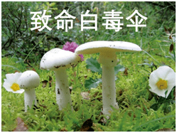 溫馨提示預防野生毒蘑菇中毒