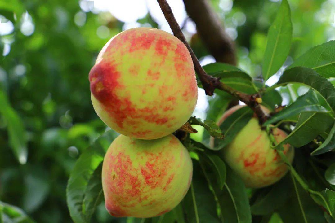 甜脆多汁,增明五月桃上市啦!