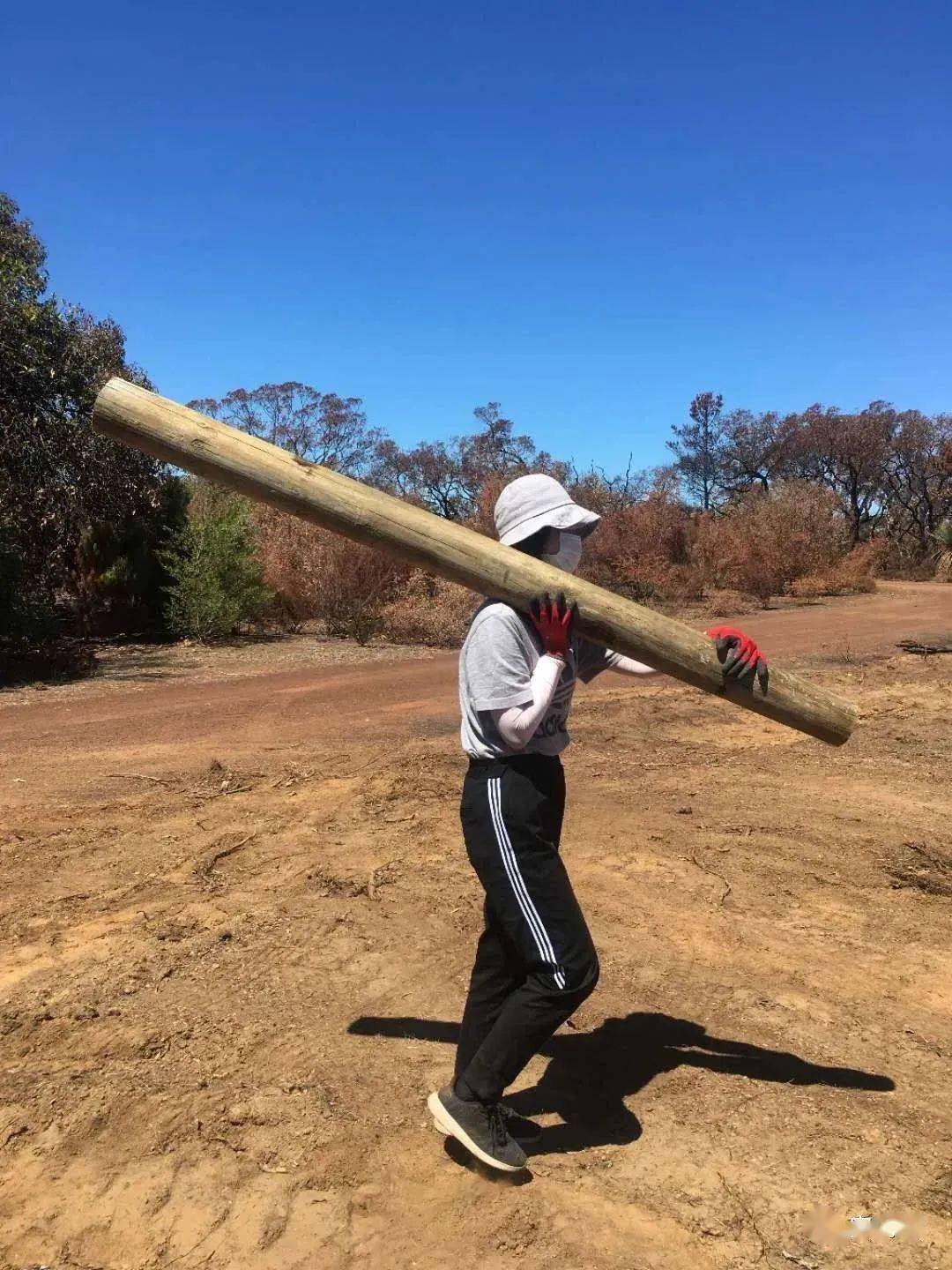 为了省钱两女子竟然遛羊开拖拉机扛木头