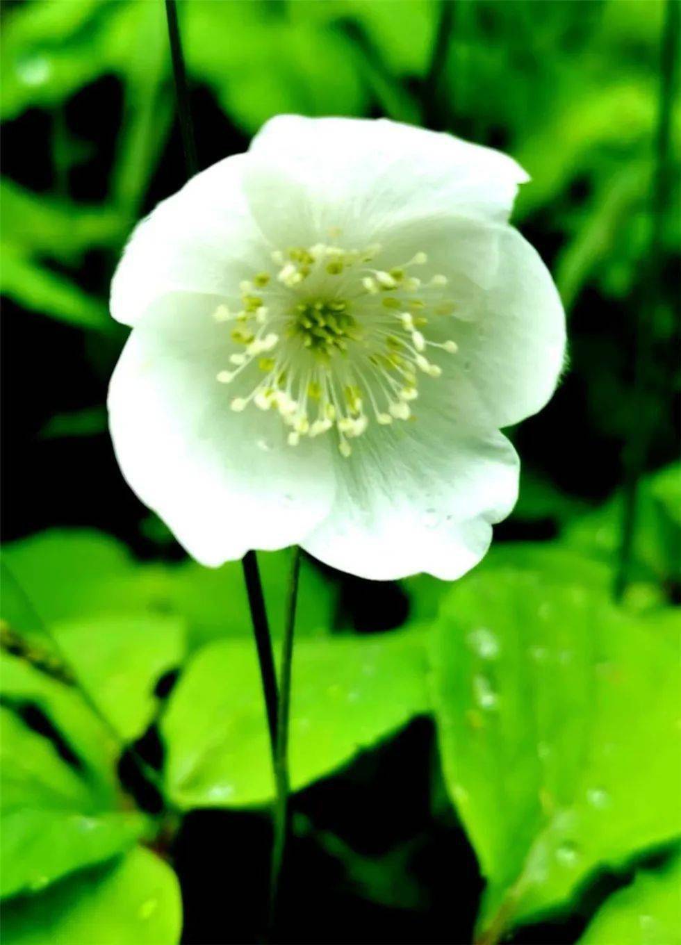 【岭秀兴安·大美箐山】绿染箐山秀美景,清凉怡夏享风情_绿色