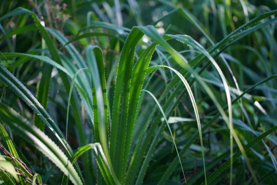 驱寒功效)和蛤蒌叶(具有祛热消滞理疗作用)最具特色的是勒古叶"鸭母